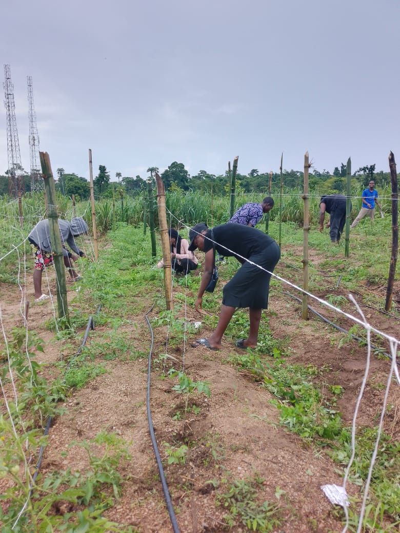 cultivating tomatoes with the use of irrigation system
